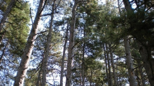 С препарат за растителна защита е бил намазан гълъбът примамка