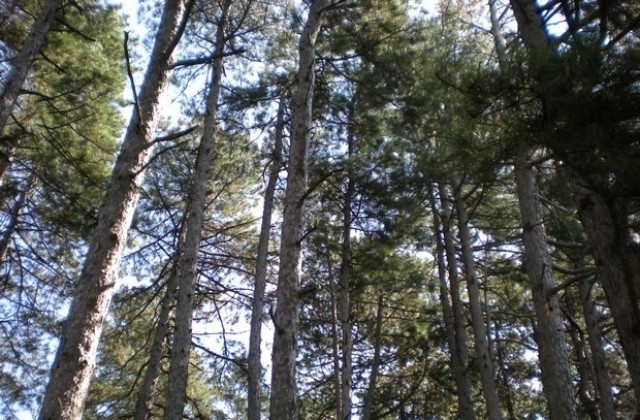 С препарат за растителна защита е бил намазан гълъбът примамка