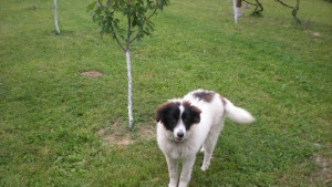 Започват проверки за домашните кучета