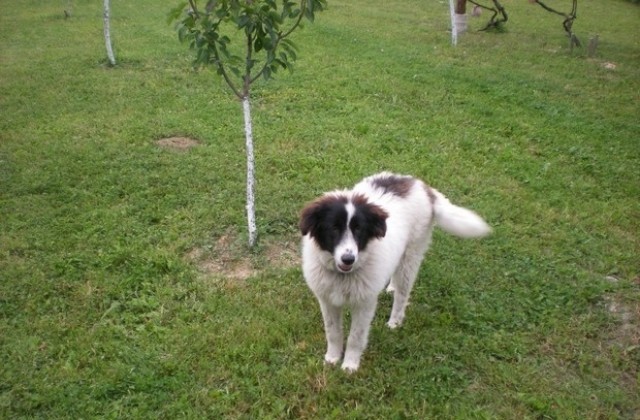 Започват проверки за домашните кучета