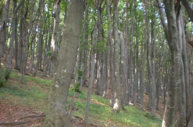 Спират сечта на Узана