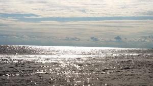 Делфини и рапани унищожават рибата в Черно море