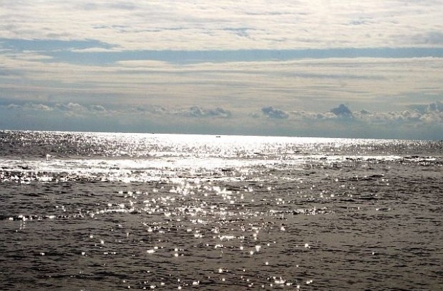 Делфини и рапани унищожават рибата в Черно море