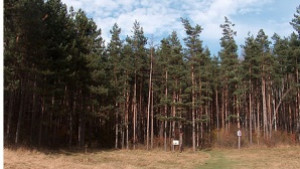 Найчести нарушения в горите незаконна сеч