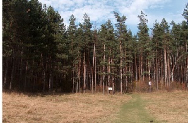 Най-чести нарушения в горите - незаконна сеч