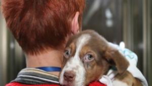 От 100 до 250 лв ще варира санкцията за некастрирано