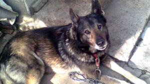 Първа санкция за разходка на куче в район на училище