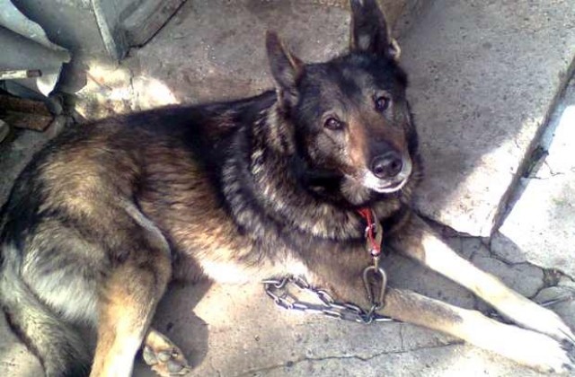 Първа санкция за разходка на куче в район на училище