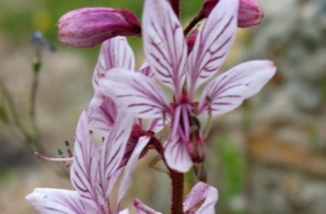 Внимавайте с билките