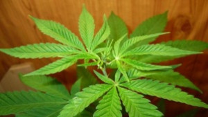 Голямо количество канабис иззеха врачанските полицаи