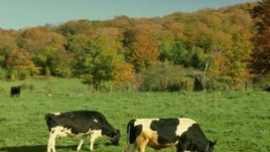 Половината от млякото у нас отговаря на евроизискванията