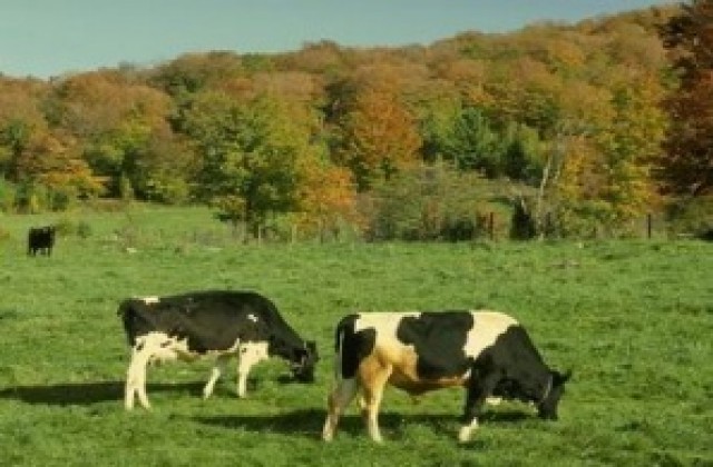 Половината от млякото у нас отговаря на евроизискванията