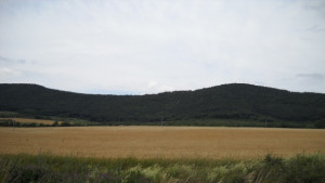 166 лечебни растения на територията на Централен Балкан