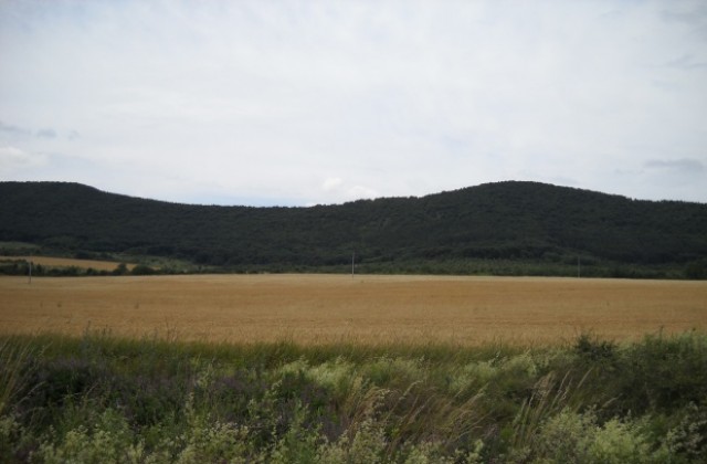 166 лечебни растения на територията на  „Централен Балкан