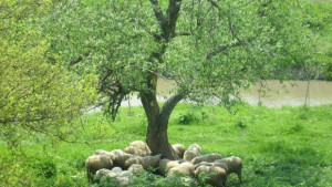 Откраднаха 6 агнета от селски двор