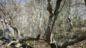 Съветниците ще гласуват промяна в свое решение за пасища край