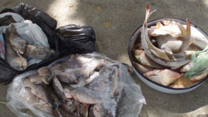 Дарение от риба за Петровден на Доростолската митрополия