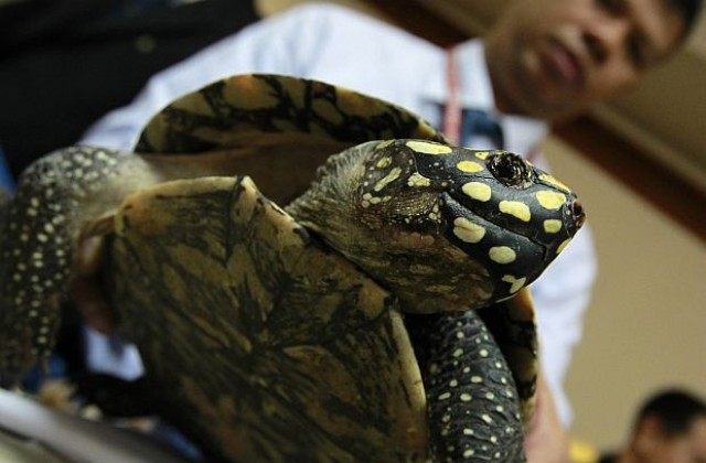 Нашествие на костенурки забави полети на летище в Ню Йорк