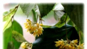 Само шестима брали липа законно