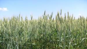 Министър Найденов открива жътвата в Божурец