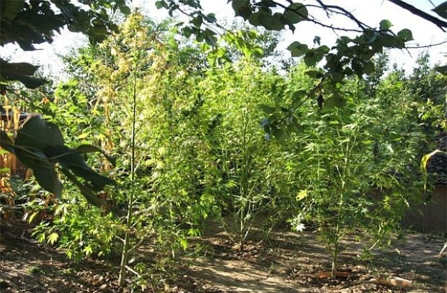 В с. Мраморен гледат канабис