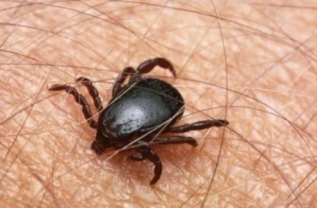 Расте броят на ухапаните от кърлежи