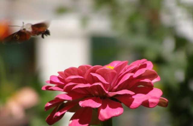 Предимно слънчево