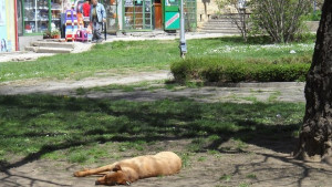 Изграждат временен приют за безстопанствени кучета