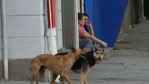 Над 180 русенци нахапани от кучета годишно