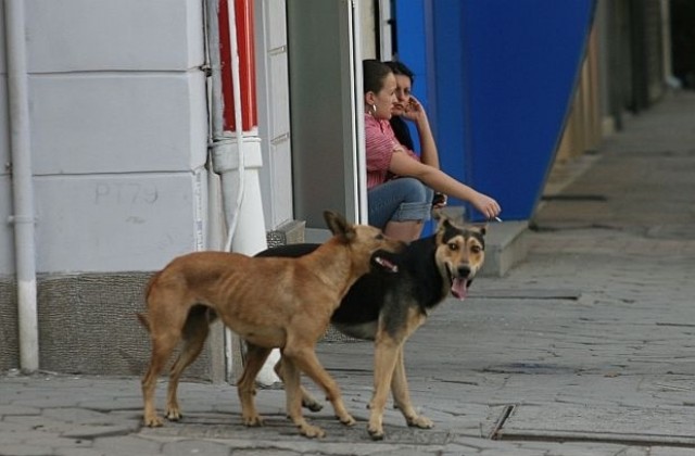 Над 180 русенци нахапани от кучета годишно