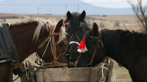 От август ще заработи наказателният паркинг за коне в София
