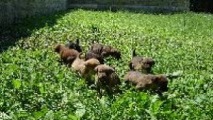 Комисия пита кметовете за популацията на кучета