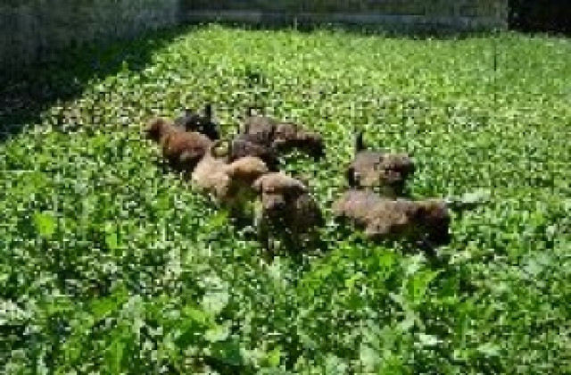 Комисия пита кметовете за популацията на кучета