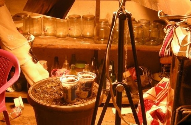 19-годишен отглеждал канабис в двора на баба си