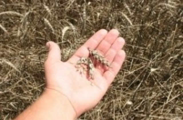 Мним продавач на зърно измами двама