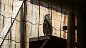 Настаниха още седем белоглави лешояда в адаптационната волиера