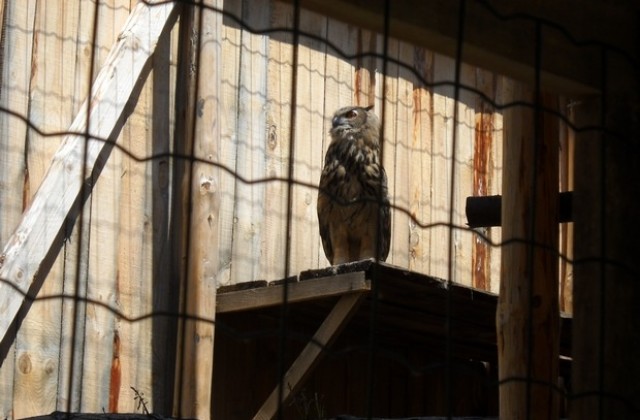 Настаниха още седем белоглави лешояда в адаптационната волиера