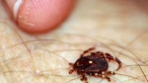 55 ухапани от кърлежи за месец