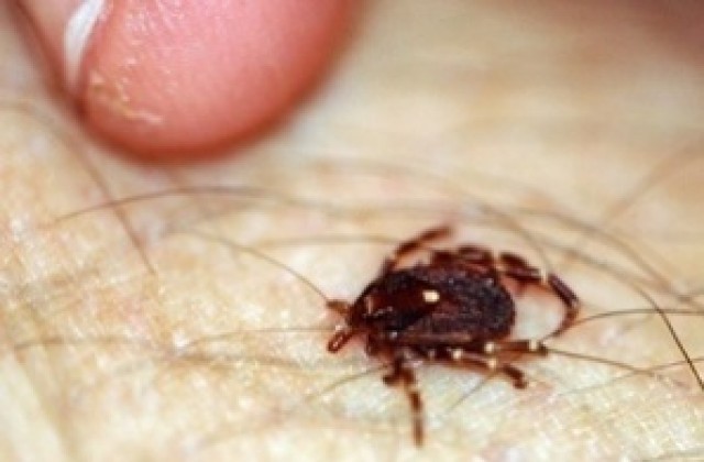 55 ухапани от кърлежи за месец