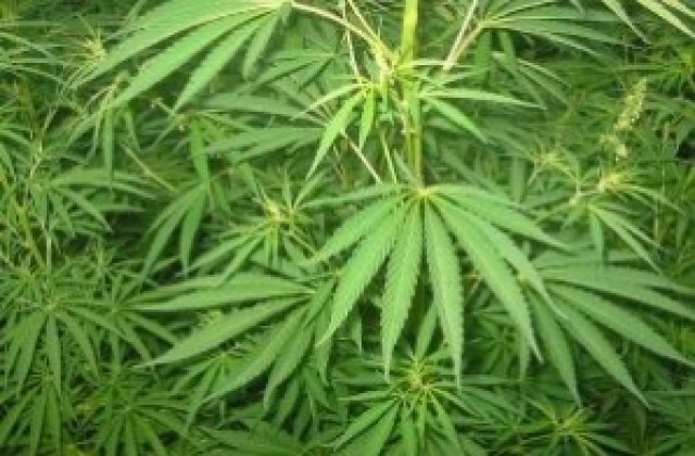 Гледат канабис и в с. Хайредин