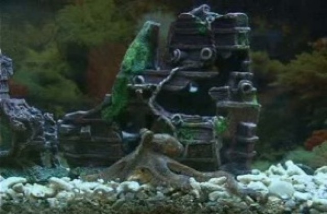 Търсят име унисекс за малкото октоподче в Аквариума