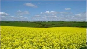Рапицата изяжда пшеницата и ечемика