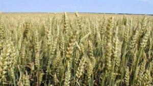 Изгоряха 20 декара пшеница край село Селце