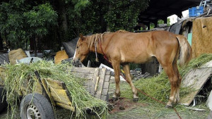 Проверки за безстопанствени коне започват от август