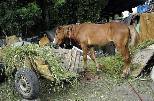 Проверки за безстопанствени коне започват от август