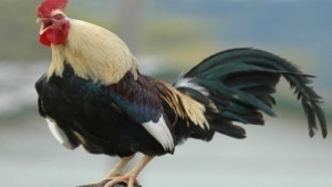 Изядоха крадени кокошки