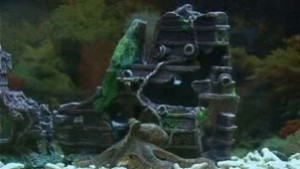 Варненският октопод ще се казва Инди