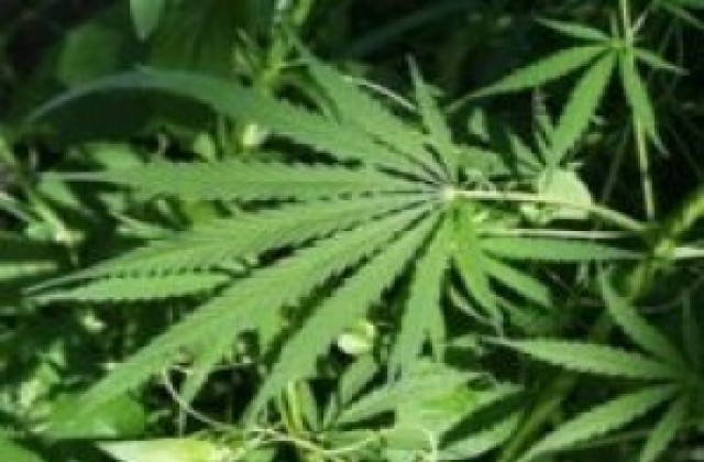 Заловиха двама мъже докато поливат канабис