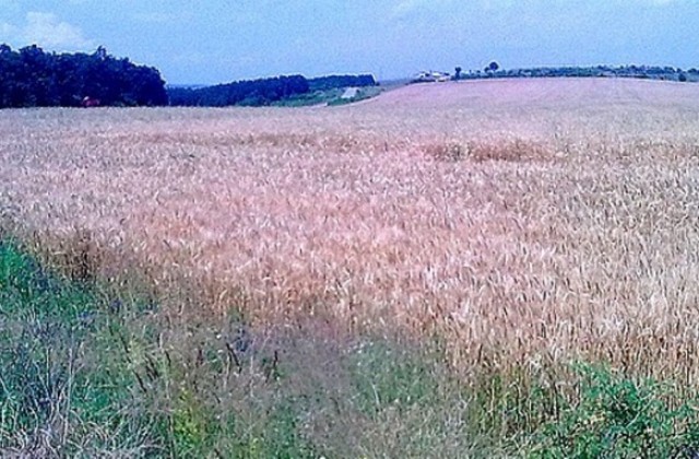 Започна незаконната жътва