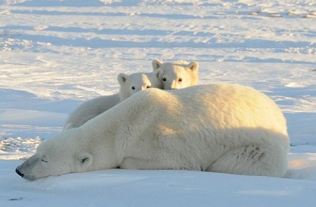 Топенето на арктическия лед убива белите мечета